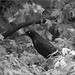 Grackle in the Maple
