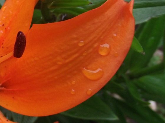 Beautiful curve of the lily petal