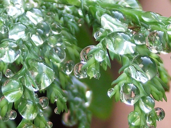 The curves of the raindrops on the leaves