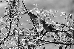 Mourning Dove in the Crabapple, with House Sparrow