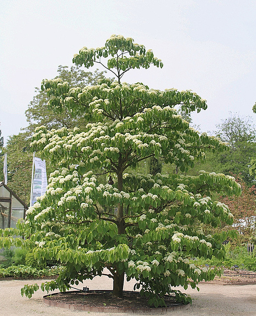 Cornus macrophylla