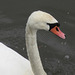 The curved neck of a swan