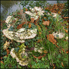 riverside fungus