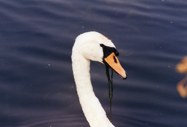 This swan has a lovely curved neck