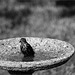 Baby Starling Discovers the Birdbath