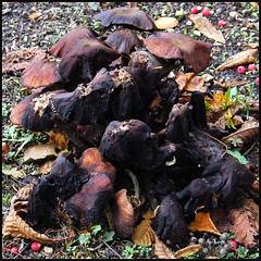 brown fungus
