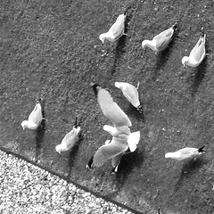 Gulls on the Ground