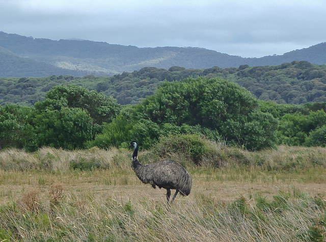 emu at the airstrip