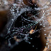Celestial Spider in Star-Laden Web