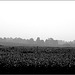 Soybeans, with haze