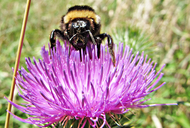 Thistle with bumble bee