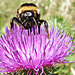 Thistle with bumble bee