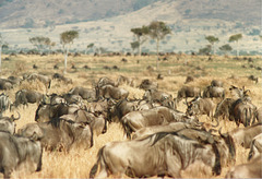 Herd of Wildebeasts
