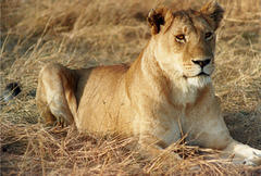 Lioness posing