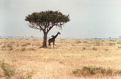Giraffe sheltering under a tree