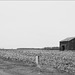 Barn, Musgrove Highway