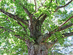 Spreading oak tree