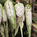 Local corn