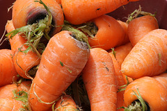 Stubby carrots