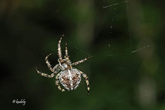IMG 0373 Araignée   (Araneus diadematus) BLOG