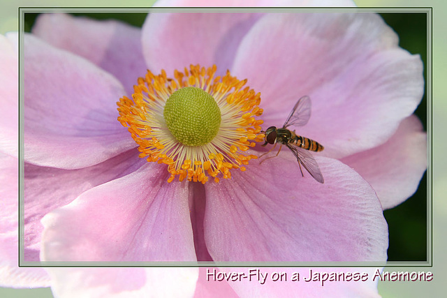 Hover-fly on Japanese Anemone