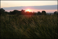 field at sunrise