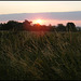 field at sunrise
