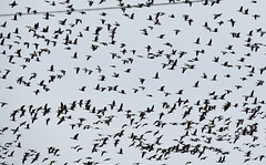 migrating geese over creake abbey