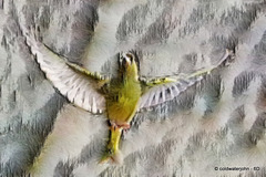 Flaps down for landing: Greenfinch - Fractalius