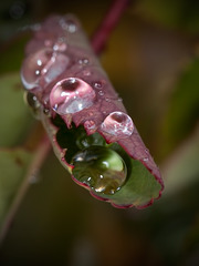 Droplets in Curled Rose Leaf