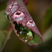 Droplets in Curled Rose Leaf