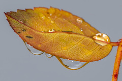 Droplets on Yellowing Rose Leaf Against Sky