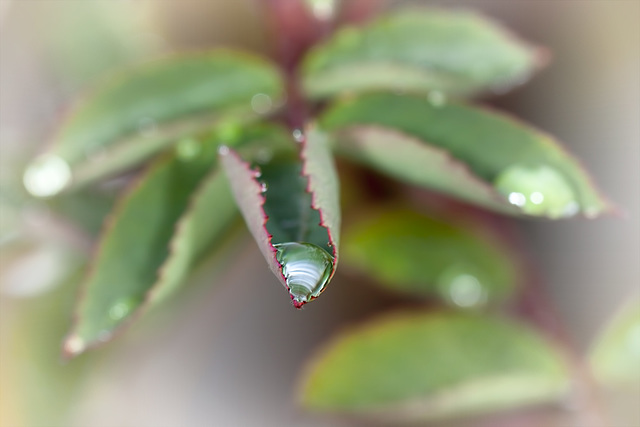 323/365: "The true lover of rain.... has a deep inner enjoyment of the rain—as rain—and his sense of its beauty drinks it in as thirstily as does the drinking earth." ~ John Richard Vernon