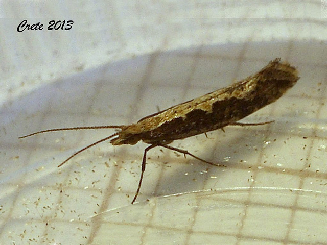 C014 Plutella xylostella (Diamond-back Moth)