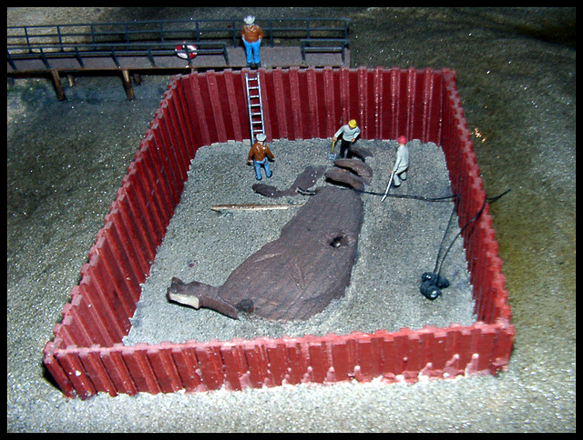 Ausgrabungsarbeiten rund um einen Wal - Kadaver