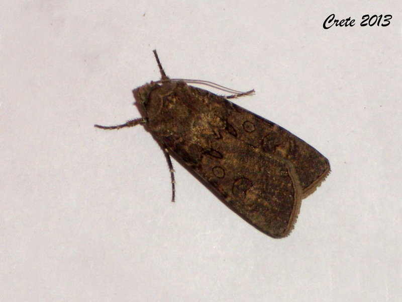 C031 Agrotis segetum (Turnip Moth)