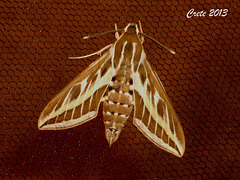 C032 Hyles livornica (Striped Hawkmoth)