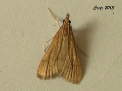 C041 Scoparia subfusca female