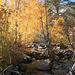 Fall Colors at Ophir Creek