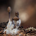 Discovered Under a Log: A Trio of Tiny Mushrooms!
