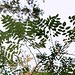Sophora japonica (3)