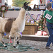 2009 Jingle Bells Extravaganza Llama Show — Rocky Mountain Highlight, Novice Freestyle Obstacle Class