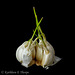 Garlic Cloves on Velvet SOOC