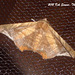 KS015 - Episparina tortuosalis