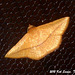 KS022 Striglina cinnamomea