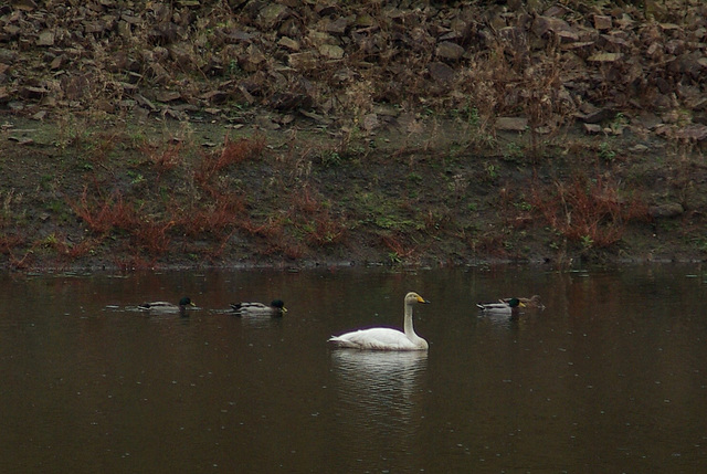 Whooper Swan and friends