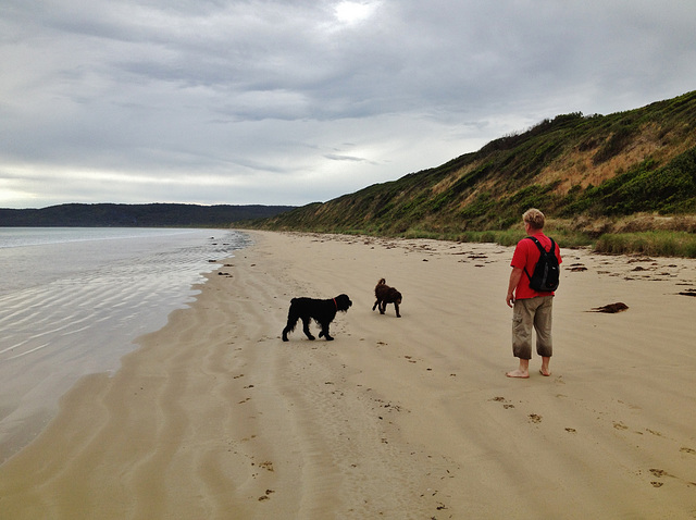 Colin and the doggies at the beach