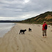 Colin and the doggies at the beach