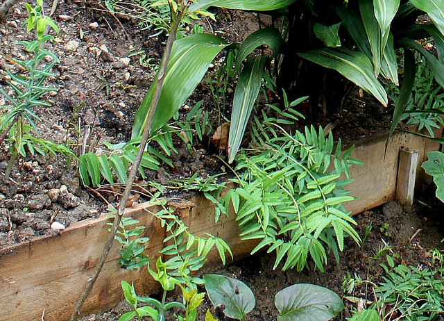Derrière l'armoire - Jardin  12- Sanguisorba tenuifolia 'Purpurea'