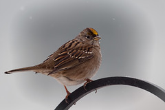 Lovely Golden-Crowned Sparrow